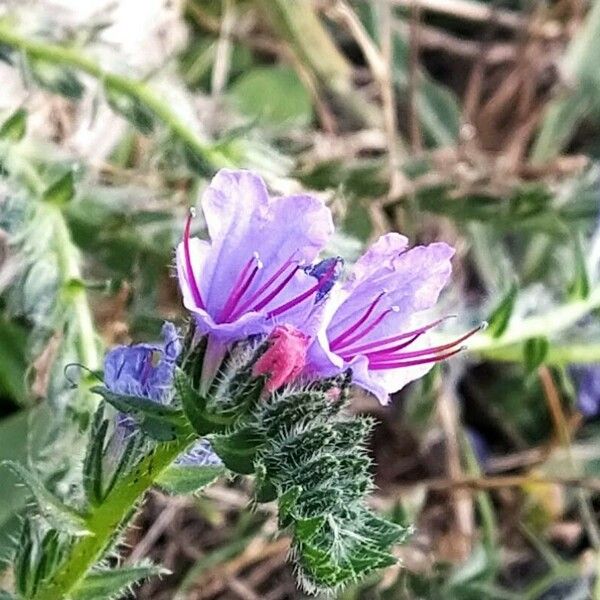 Echium arenarium Levél