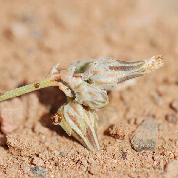 Launaea capitata Fruit