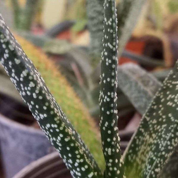 Gasteria carinata Leaf