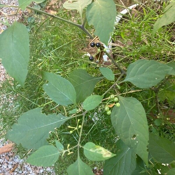 Solanum scabrum Leaf