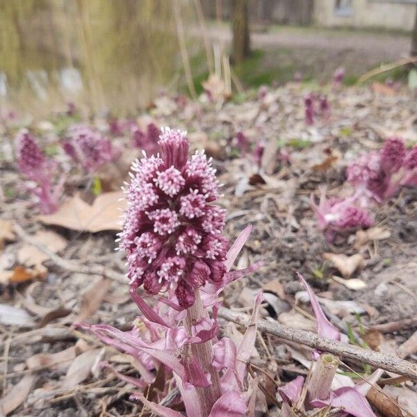 Petasites hybridus Floro