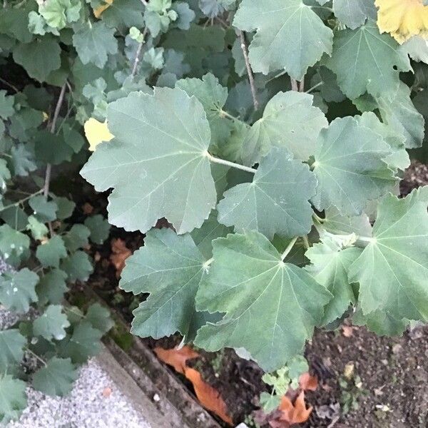 Malva subovata Leaf