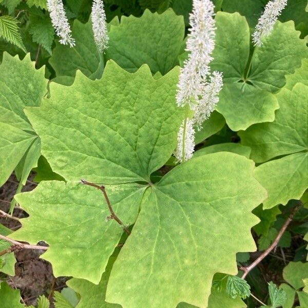 Achlys triphylla Лист