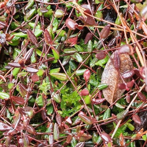 Vaccinium oxycoccos Leaf