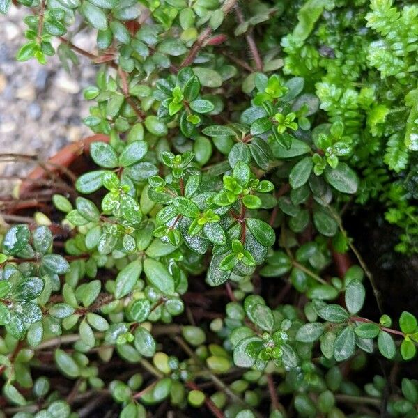 Peperomia verticillata Folio