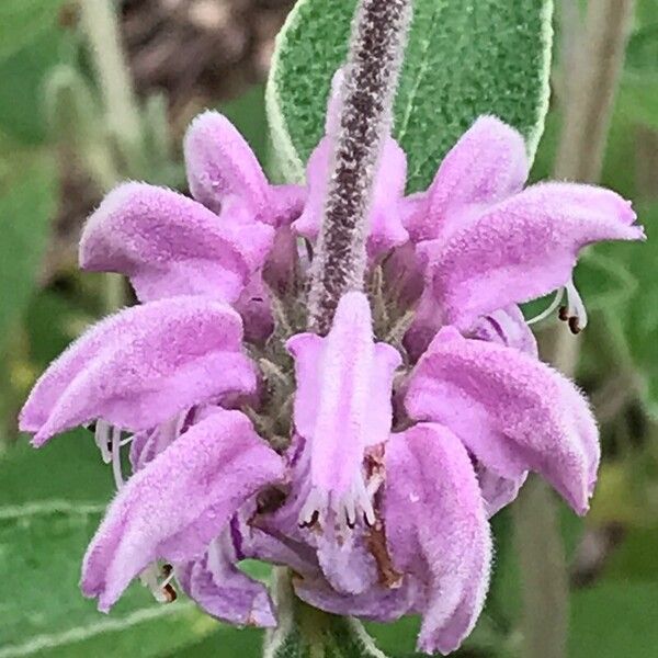 Phlomis purpurea Цветок