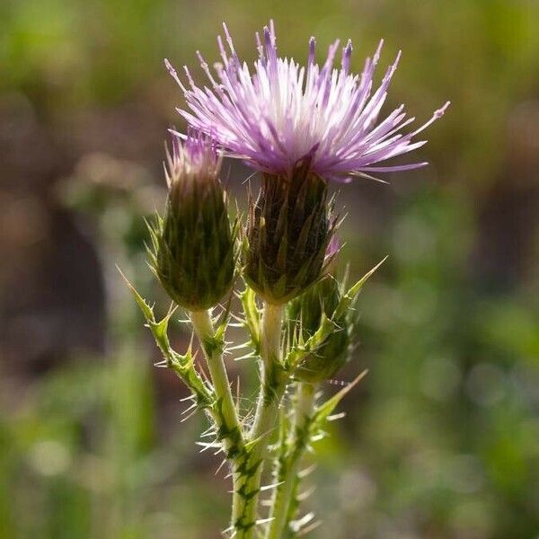 Carduus tenuiflorus Кветка