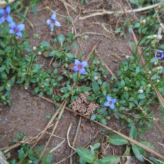 Houstonia pusilla Flower