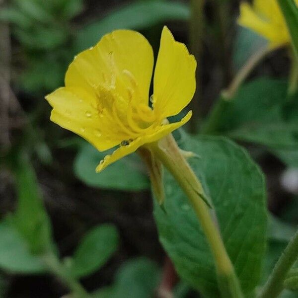 Oenothera parviflora Λουλούδι