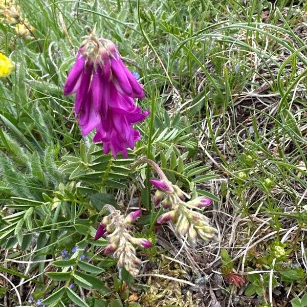 Hedysarum hedysaroides Flor