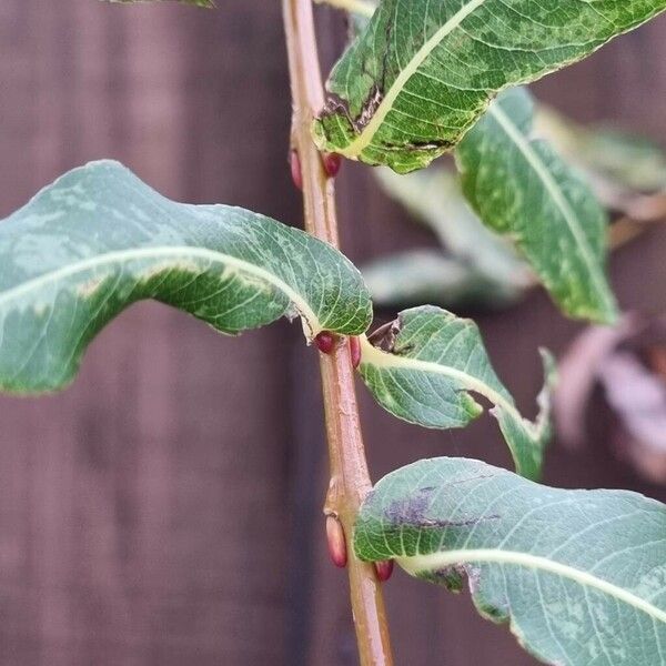 Salix purpurea Rusca