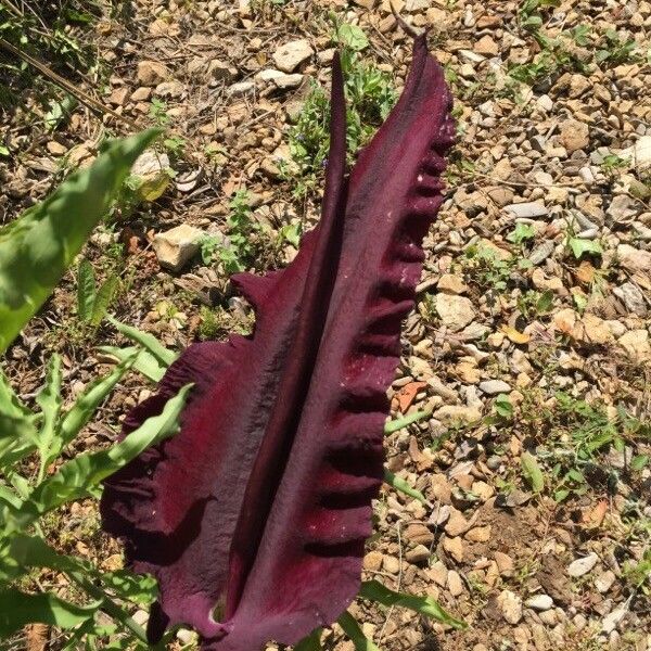 Dracunculus vulgaris Цвят