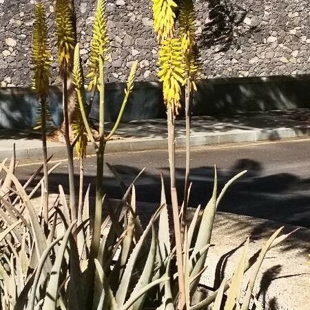 Aloe vera Habitus