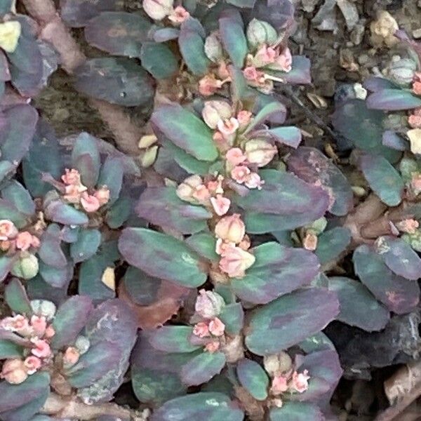 Euphorbia maculata Kukka