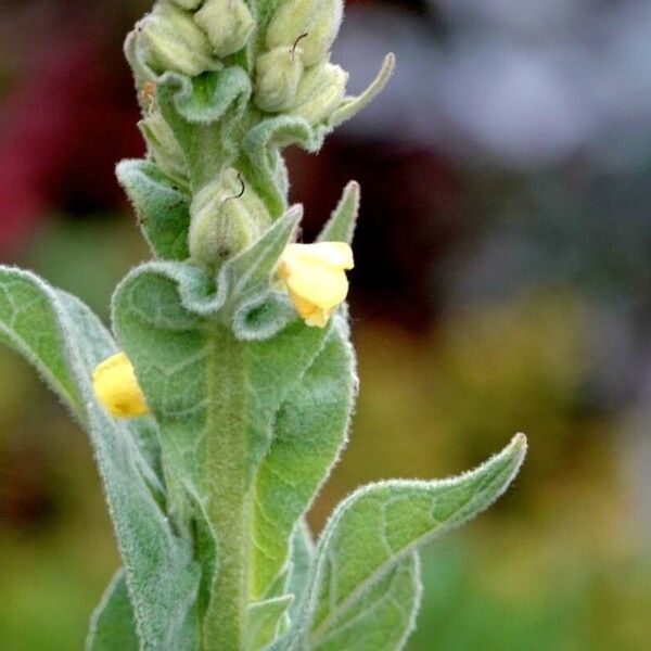 Verbascum thapsus Blad