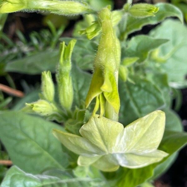 Nicotiana alata Blüte