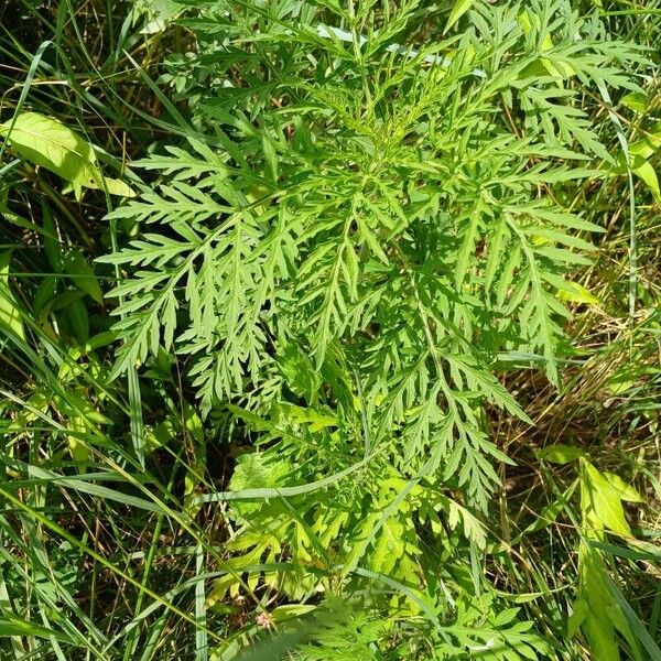 Ambrosia artemisiifolia Alkat (teljes növény)