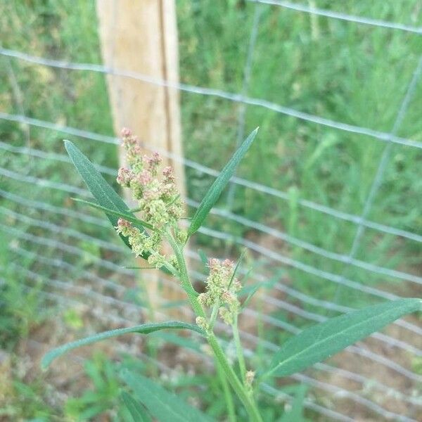 Atriplex patula Flower