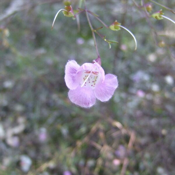 Agalinis edwardsiana Flor