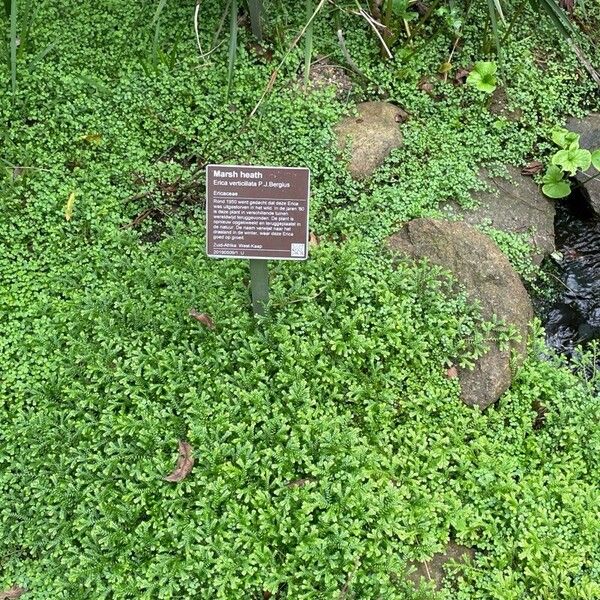 Erica verticillata Habit