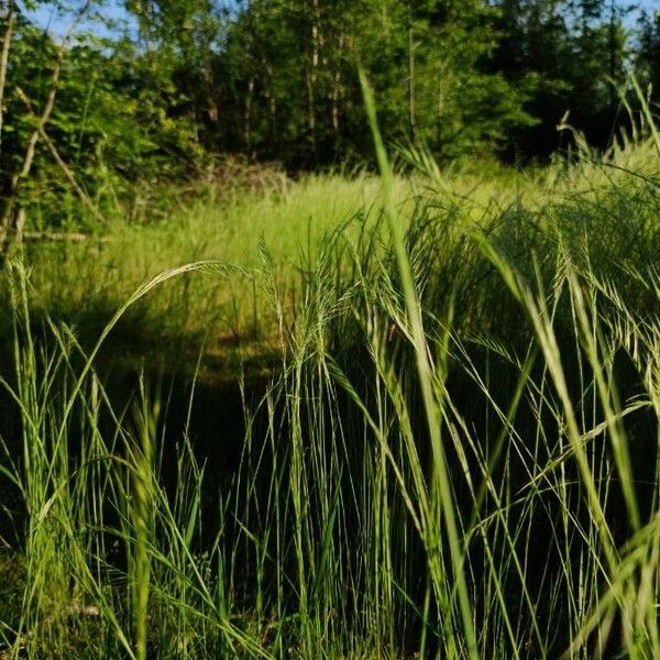 Festuca myuros Хабит