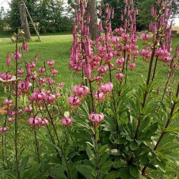 Lilium martagon Bloem