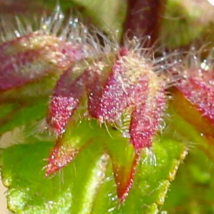 Stachys arvensis Flower