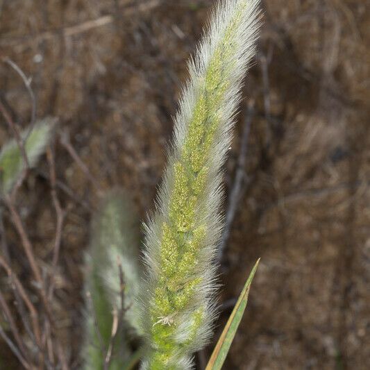 Polypogon monspeliensis Flower