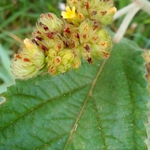 Waltheria indica Flor