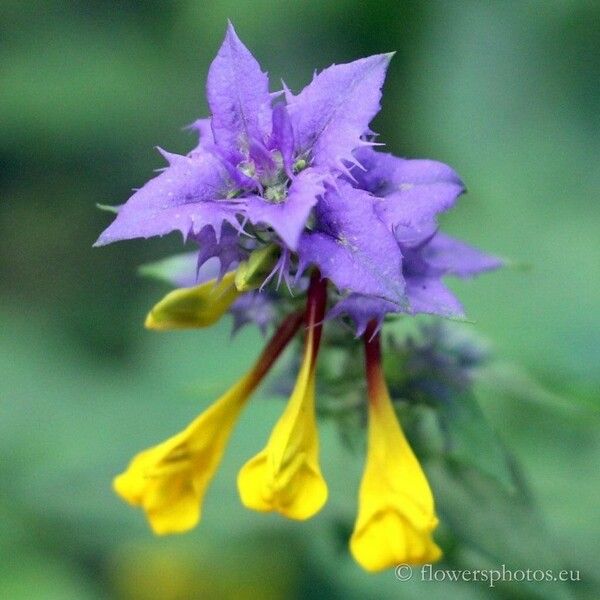 Melampyrum nemorosum Цветок