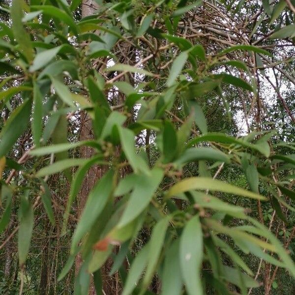 Acacia melanoxylon 葉