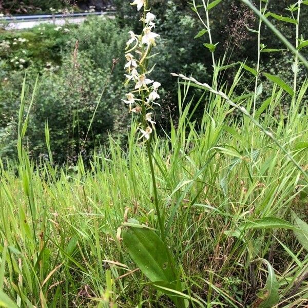 Platanthera chlorantha 形態