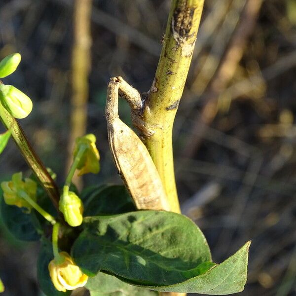 Senna occidentalis Bark