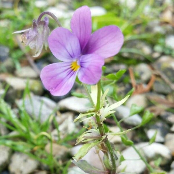 Viola tricolor Flower