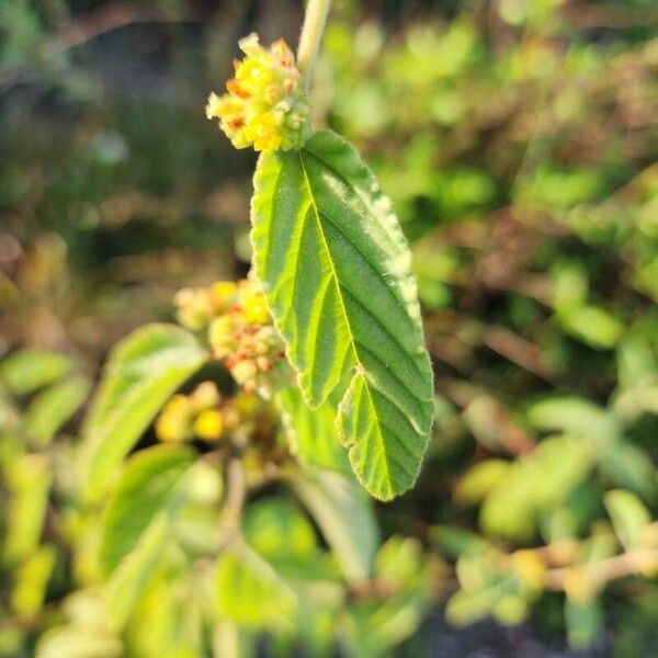 Waltheria indica ഇല