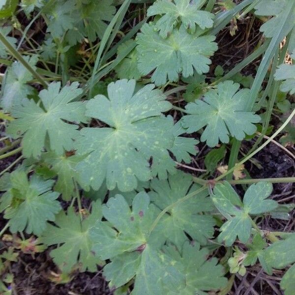 Geranium pyrenaicum Blatt