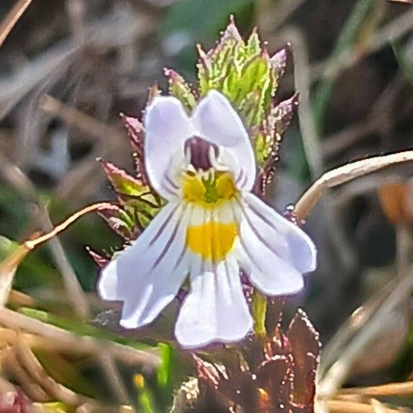 Euphrasia alpina Çiçek