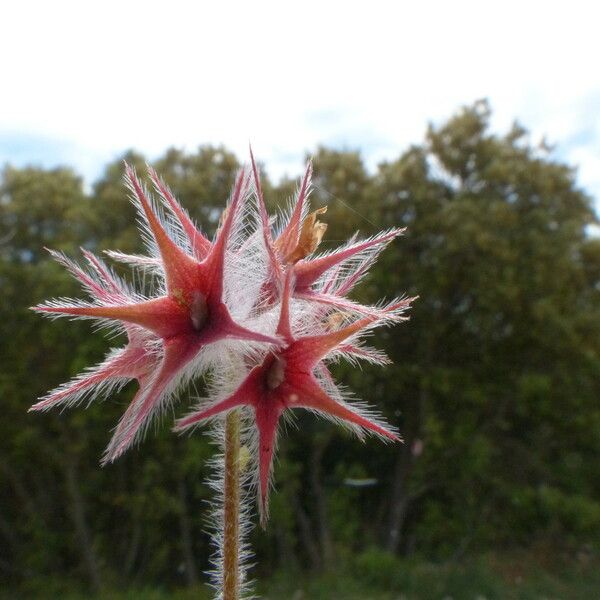 Trifolium stellatum 果實