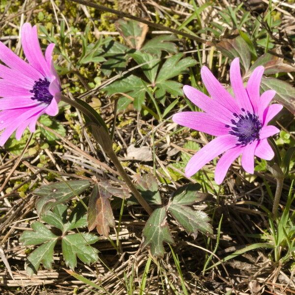 Anemone hortensis फूल