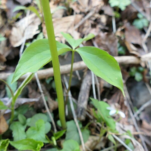 Trillium grandiflorum Rusca