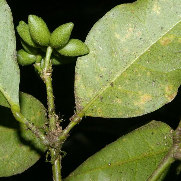 Peltostigma guatemalense Плод