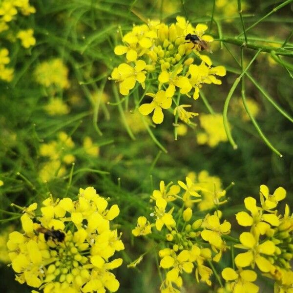 Sisymbrium loeselii Λουλούδι