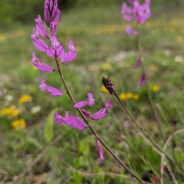 Polygala major 花