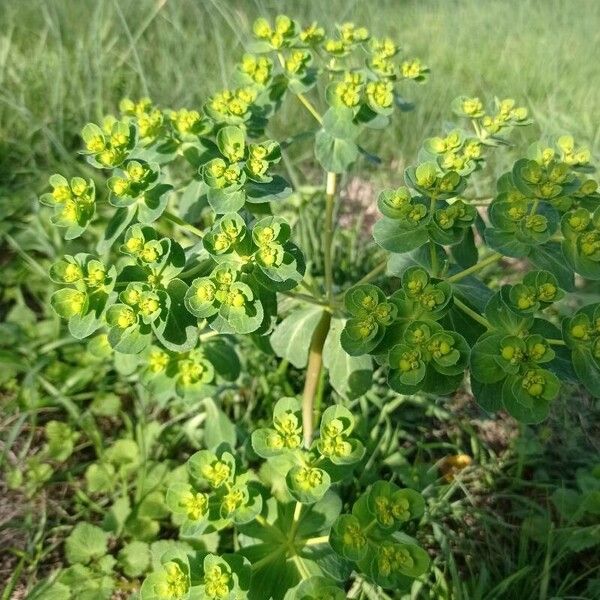 Euphorbia helioscopia Flower