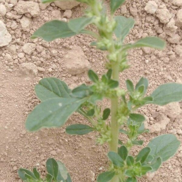 Amaranthus albus പുഷ്പം