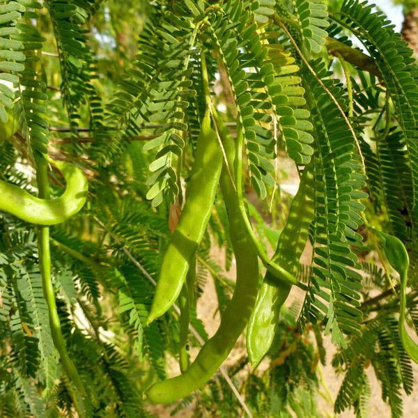 Faidherbia albida Fruit