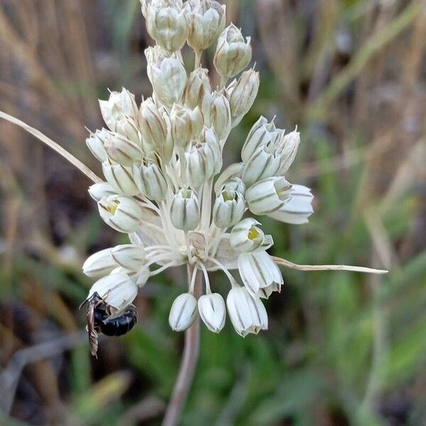 Allium paniculatum 花