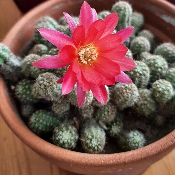 Echinopsis chamaecereus Cvet