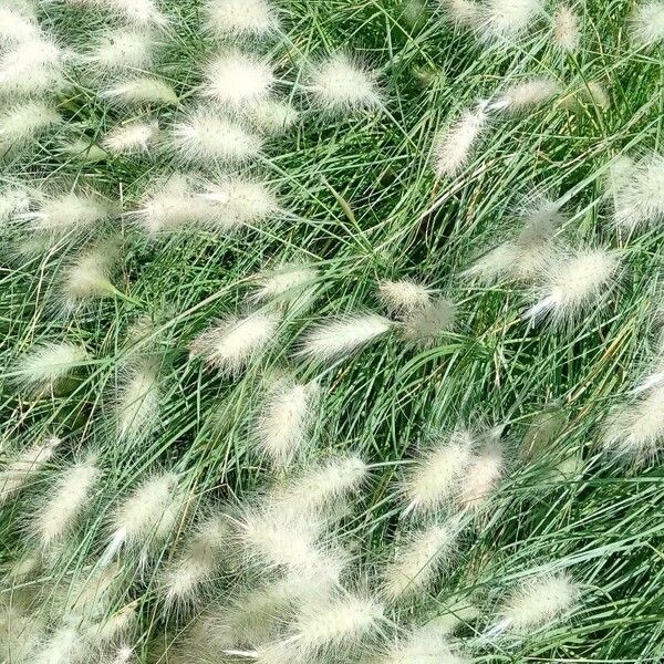 Pennisetum orientale ശീലം