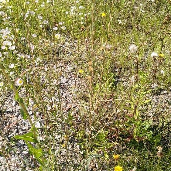 Lactuca saligna Habitus